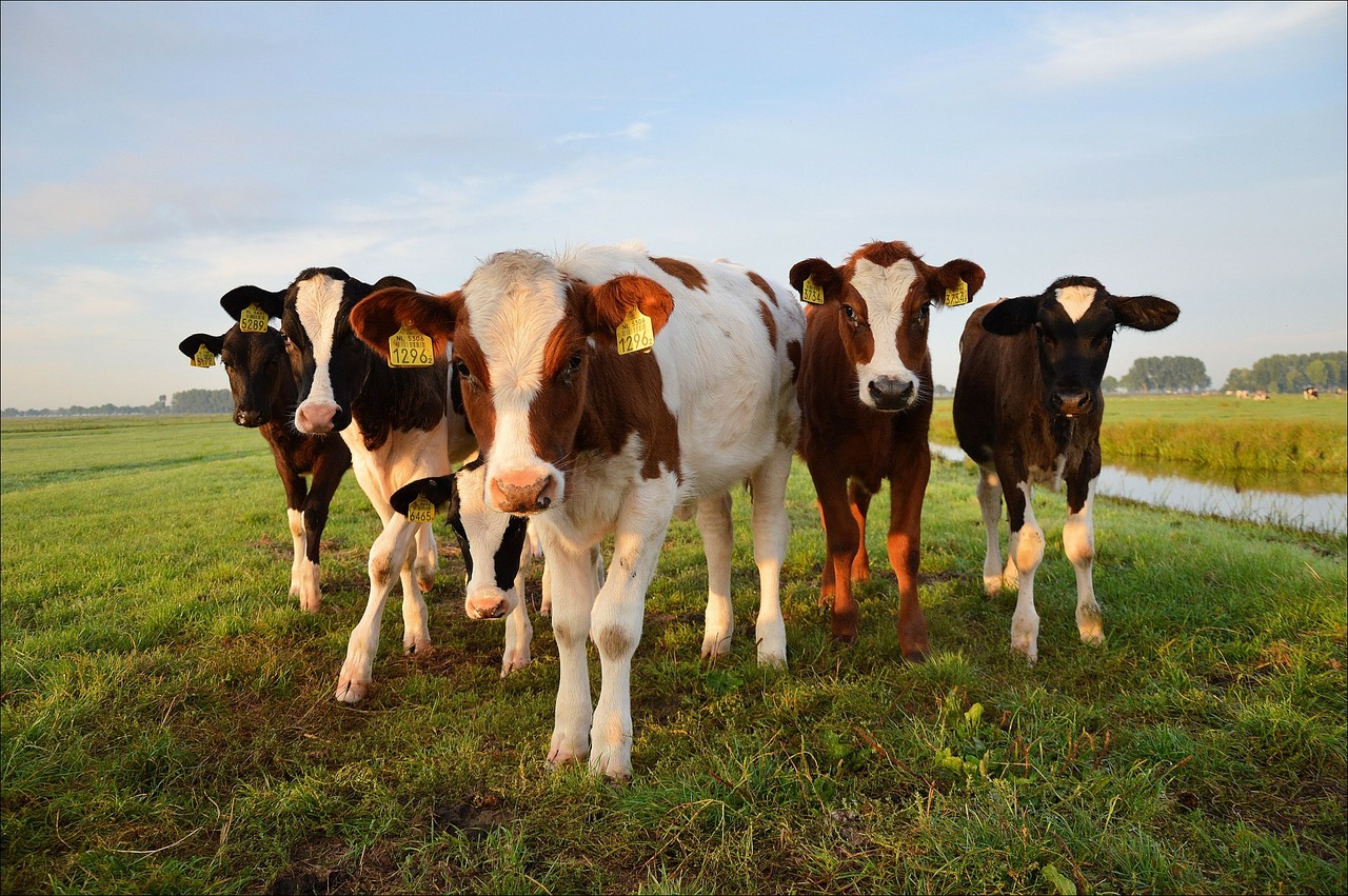 DDGS – zdrowa pasza białkowa dla bydła